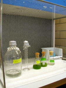 Beakers with green liquid in them